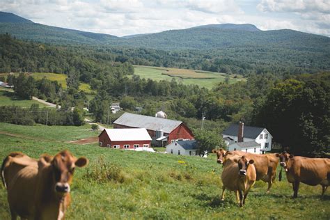 A Look Into The Declining Dairy Industry In Vermont Edible Green