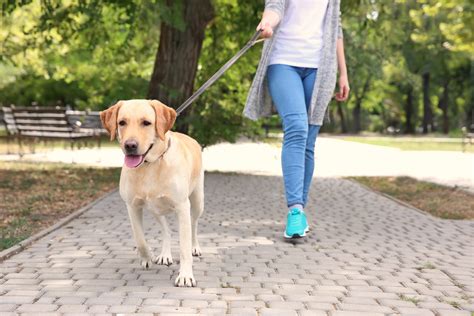 Woman Walking Labrador Retriever On Lead In Park Oakland Veterinary