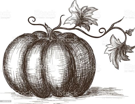Hand Drawn Pumpkin Stock Illustration - Download Image Now - iStock