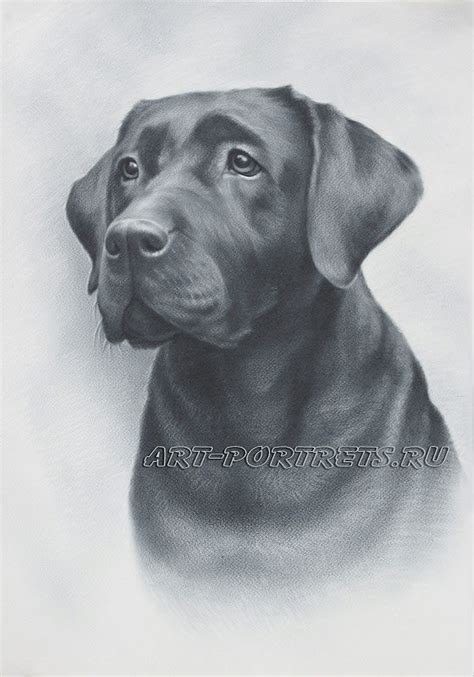 Dog Face Realistic Easy Cute Dog Drawing Bmp Mayonegg