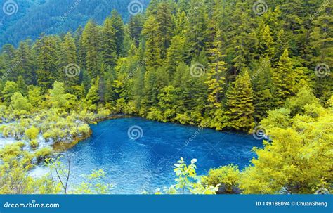 Trees In The Primeval Forest And Blue Lakesjiuzhaigouyellow And