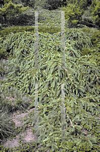 It has branchlets that typically hang downwards. HORTICOPIA®-- Picea abies 'Pendula' (Norway Spruce)