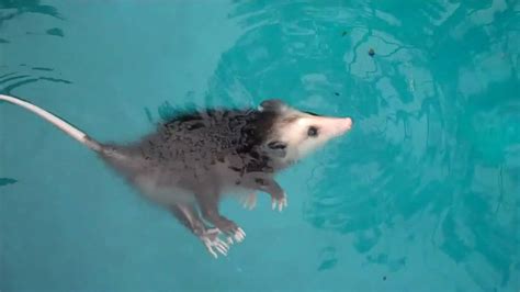 Water Opossum