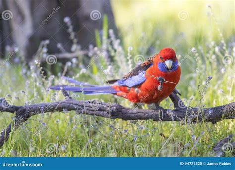 Crimson Rosella Parrot Stock Image Image Of Life Australia 94722525