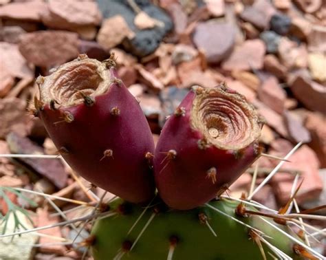 Today, you can often see the prickly pear, as a beautiful ornamental tree in the garden or park. Click to Close | Prickly pear cactus, Prickly pear, Succulents