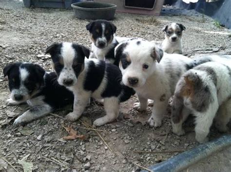 All puppies have had their dew claws removed, have been wormed and have. Texas Heeler Puppies for Sale in Arthur, Indiana ...