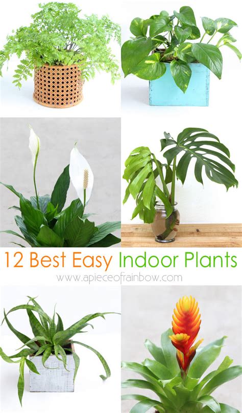 12 Best Air Purifying Indoor Plants You Wont Kill A Piece Of Rainbow