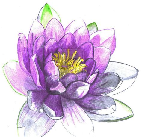 Pix For Purple Water Lily Meaning Accessories