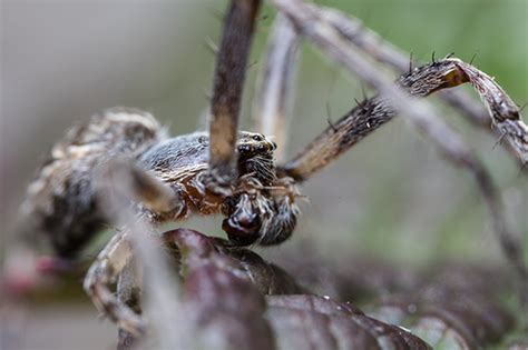 Unknown Spider In Chicago Botanical Gardens Larinioides Sclopetarius