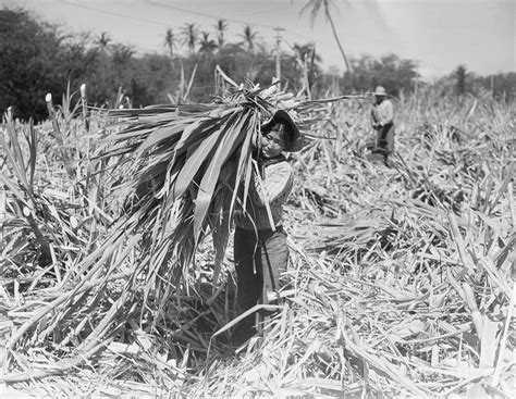 Japanese Cutting Sugar Cane On Maui By Bettmann