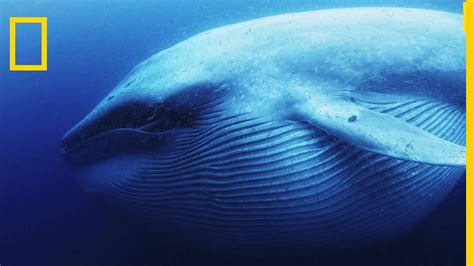 La Baleine Bleue Est Le Plus Grand Tous Les Animaux Youtube