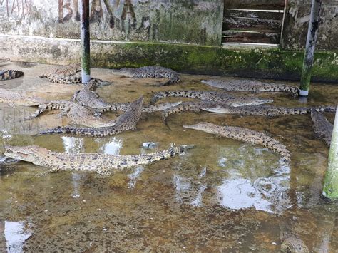Terdapat 952 hotel di sekitar ladang buaya teluk sengat, johor, malaysia yang boleh anda pilih. Ladang Buaya Teluk Sengat Kota Tinggi, Terbesar di ...