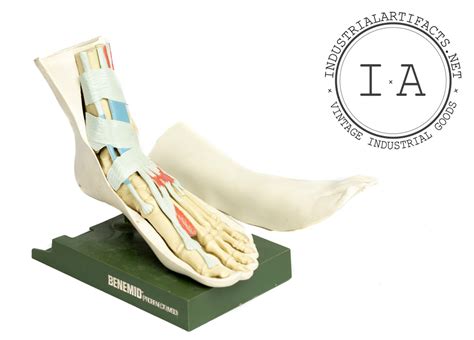 Vintage Anatomical Foot Model Industrial Artifacts