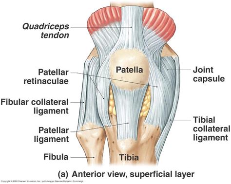 Lateral Epicondyle Knee