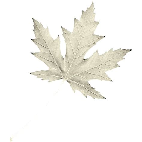 Maple Leaf Tattoo Independent Design Polyvore Set