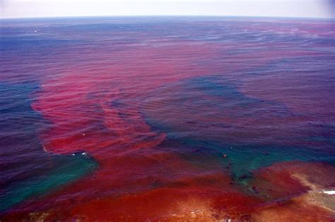 Red tides are a phenomenon of discoloration of sea surface. Red Tides in California | California Sea Grant