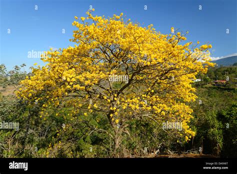 Central America Costa Rica San Jose Schizolobium Tree Flower Bloom