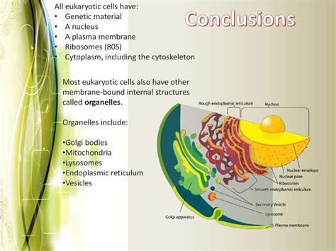 Polyclonal b cell response is a natural mode of immune response exhibited by the adaptive immune system of mammals.it ensures that a single antigen is recognized and attacked through its overlapping parts, called epitopes, by multiple clones of b cell. Eukaryotic cell structure - презентация онлайн