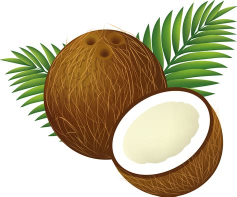 Tropical Coconut Clipart Transparent Png Hd Coconut Clip Art Tropical The Best Porn Website