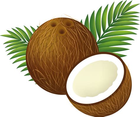 Coconut Png Image Purepng Free Transparent Cc0 Png Image Library