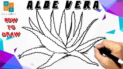 How To Draw Aloe Vera Youtube