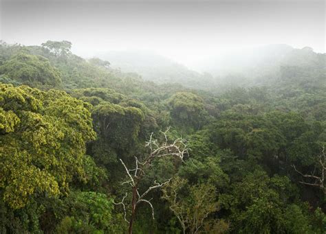 Tropical Rainforests Harbors Of Diversity