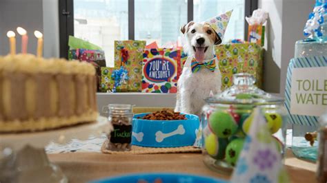 How do you celebrate a pet's birthday? Happy Bark Day: How to Throw a Dog Birthday Party | Carpet ...