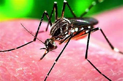First Case Of Zika Reported In Tamil Nadu