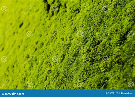 Bright Green Moss On The Rock In Selective Focus Stock Image Image Of