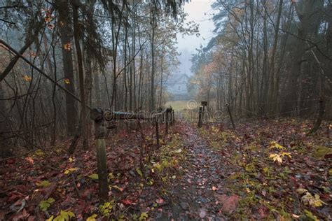 Lonely Wooden House In A Misty Autumn Forest Stock Image Image Of