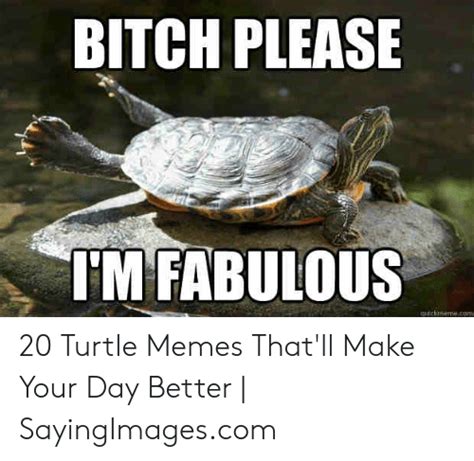 Bitch Please Im Fabulous 20 Turtle Memes Thatll Make Your Day Better