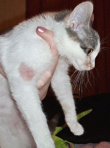 Is Your Cat Having Ringworm And How Do You Treat It Moo Moo Pets Blog