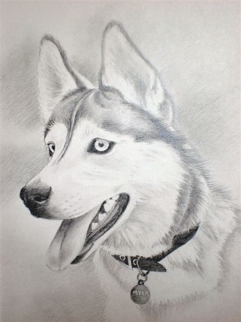 Charcoal Drawing Siberian Husky Husky Drawing A Husky Named Myka