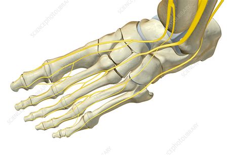 The Nerves Of The Foot Stock Image F0018604 Science Photo Library