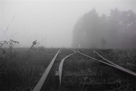 Free Images Tree Grass Dew Light Black And White Track Fog