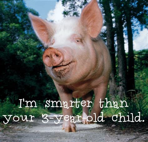 Smart Pig Happy Farm Oldest Human Stop Animal Cruelty Vegan Animals