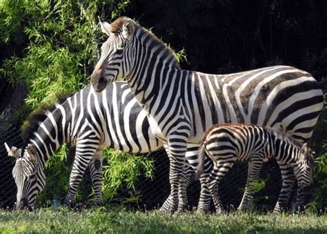Baby Zebra Born At Zoo Sea Isle News