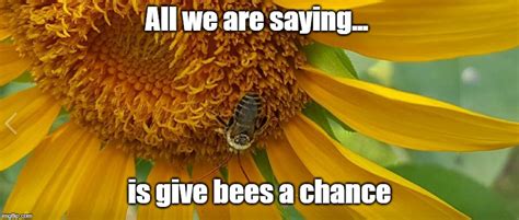 Give Bees A Chance Imgflip