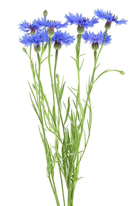 Bouquet Of Blue Cornflowers Isolated On White Background Blue