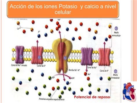 Efecto De Los Iones Potasio Y Calcio Sobre La Función Cardiaca Ppt