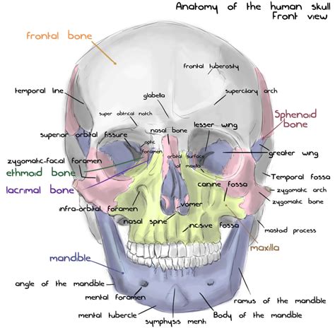 Annotated Human Skull Anatomy Front View By Shevans On DeviantArt