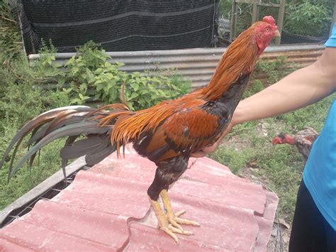 Ayam jenis ini bisa menjadi yang termahal jika sering meraih kemenangan. ARNAB PONTIAN: Ayam Jantan Batang Kaki Untuk Dijual (SOLD)