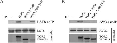 Avo3 And Lst8 Bind The N And C Terminal Regions Of Tor2 Respectively