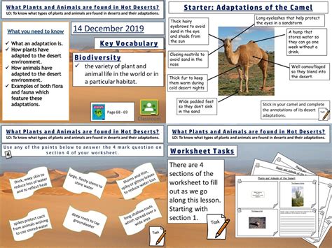 Hot Deserts Plant And Animal Adaptations Teaching Resources