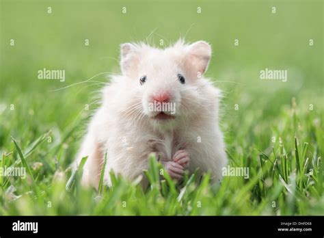 Fluffy The Hamster Hi Res Stock Photography And Images Alamy