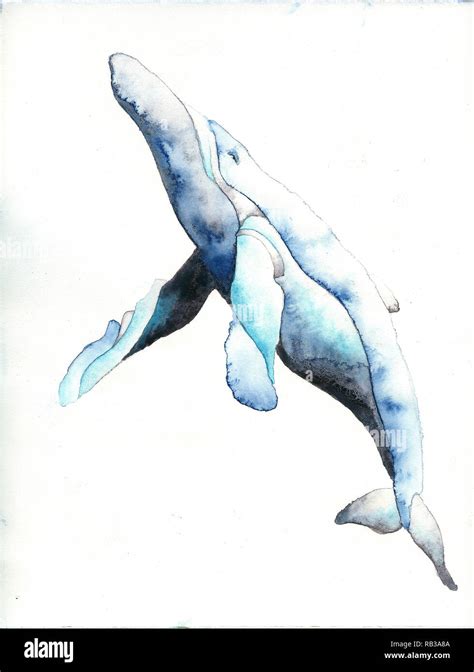 Whale Swimming In Ocean Fine Art Watercolor Painting Of Whale
