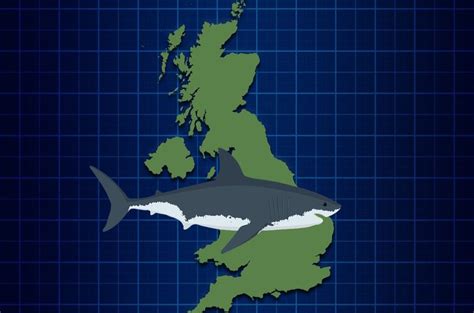 Great White Sharks Heading For Uk Waters Warn Scientists