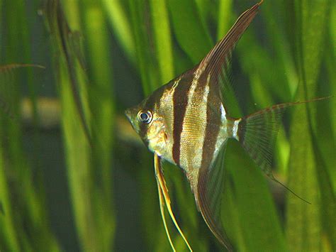 Orinoco Angelfish Aka Altum Angelfish Pterophyllum Altum Flickr