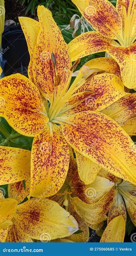 Lilium Asiatic Tango Lily Tasmania Stock Image Image Of Asiatic