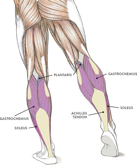 A List Of All The Muscle Names In The Legs Pearsonhighered